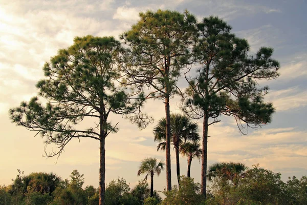 Everglades Big Cypress National Preserve Bear Island Unit Paisaje Rural —  Fotos de Stock