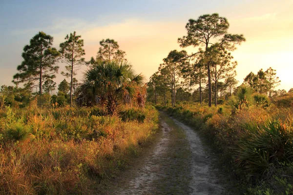 Everglades Stora Cypress National Preserve Björnön Enhet Backcountry Trail — Stockfoto