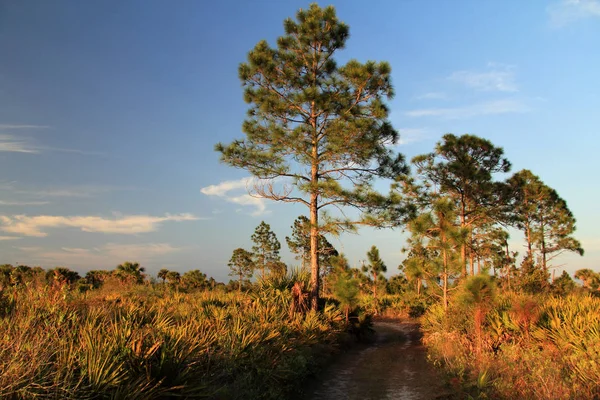 Everglades Réserve Nationale Big Cypress Bear Island Unit Sentier Arrière — Photo