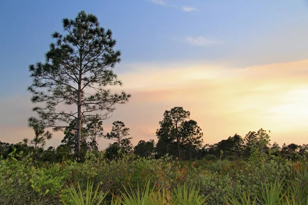 Everglades Réserve Nationale Big Cypress Bear Island Unit Paysage Arrière — Photo