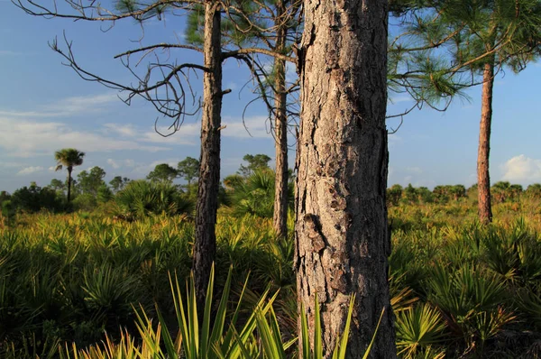Everglades, büyük servi Ulusal korumak, ayı Adası birim, Backcountry manzara