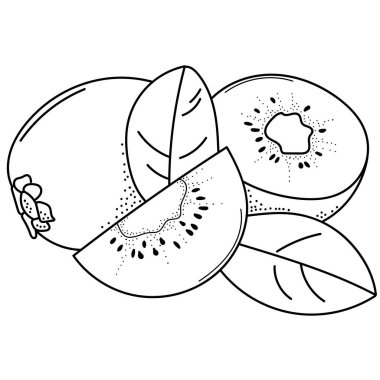  El çizimi kivi, çıkartmalar için karalama meyveleri, posterler, web tasarımı. Siyah ve beyaz vektör çizimi.