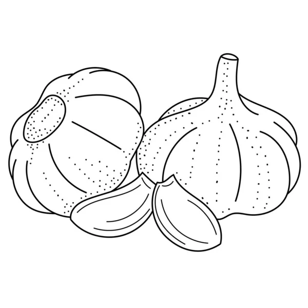 Dibujo Mano Ajo Ilustración Vectorial Blanco Negro Garabatos Vegetales Para — Archivo Imágenes Vectoriales