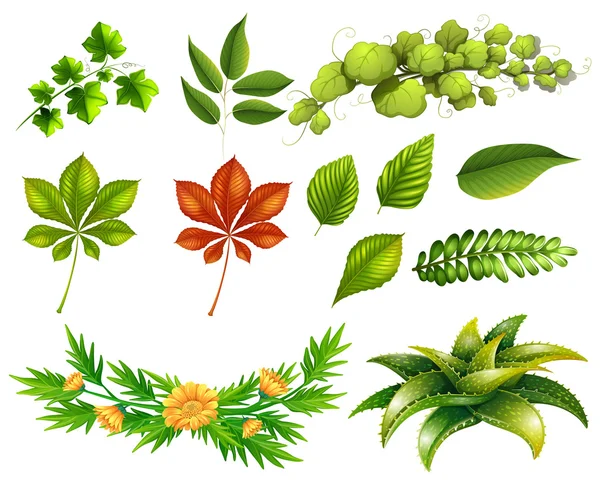 Different kinds of leaves — Stock Vector