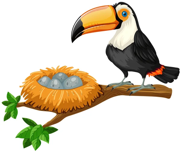 Tucano e uova nel nido — Vettoriale Stock