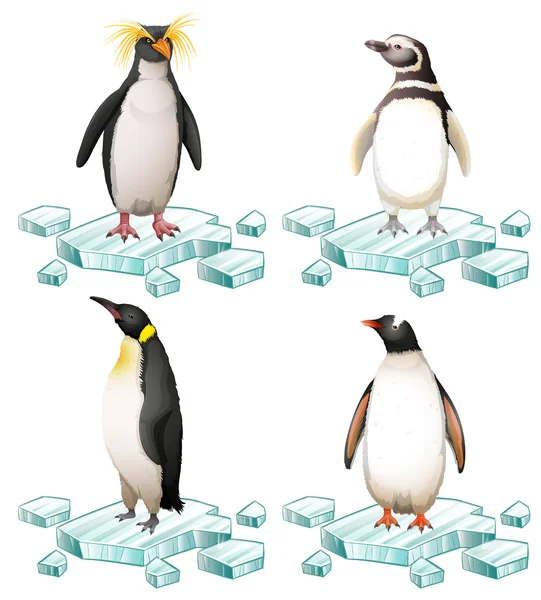 Diferentes tipos de pingüinos sobre hielo — Vector de stock