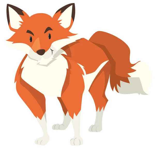 Wild fox on white background — Stock Vector