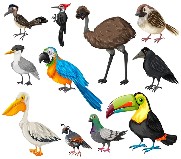 不同类型的野生鸟类 — 图库矢量图片