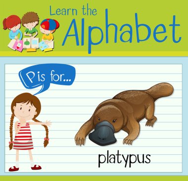 Flashcard P için platypus harftir