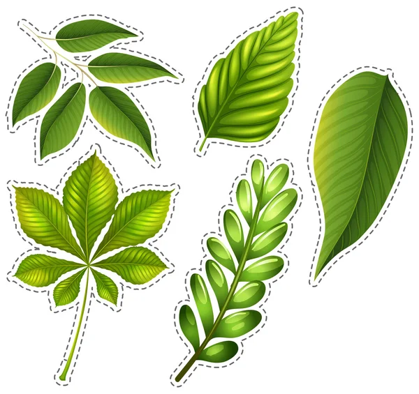 Different types of green leaves — Stock Vector