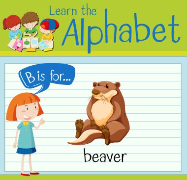 flashcard mektup b beaver için.