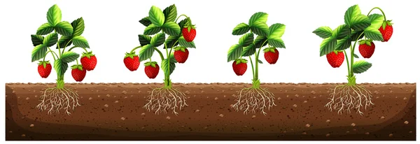 Strawberry plants in the farm — Stock Vector