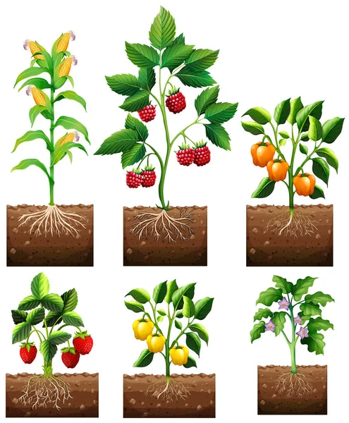 Различные виды растений в саду — стоковый вектор