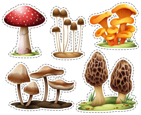 Different types of mushrooms — Stock Vector