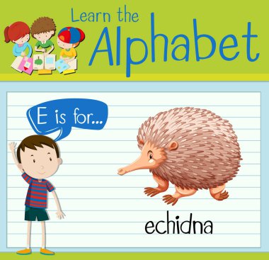 flashcard mektup e echidna için.