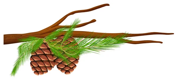 Pinecones op de tak — Stockvector