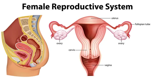 Diagram znázorňující ženský reprodukční systém — Stockový vektor