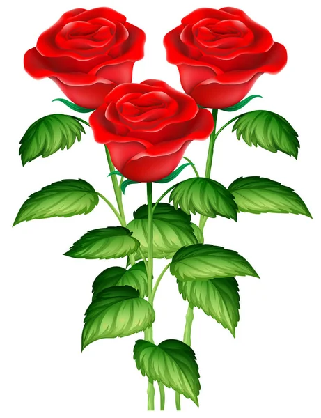Três lindas rosas vermelhas — Vetor de Stock