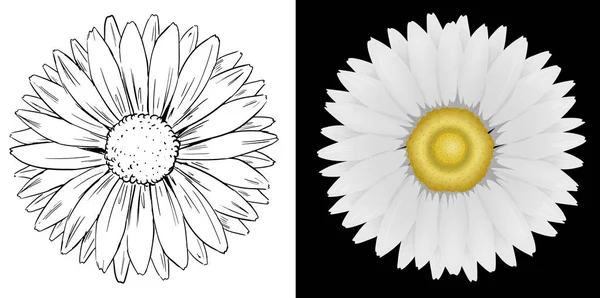 白と黒の背景にデイジーの花 — ストックベクタ