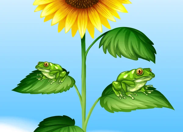 Two green frogs on sunflower tree — Stock Vector