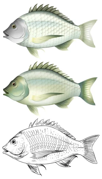 Different drawing of the same fish — Stock Vector