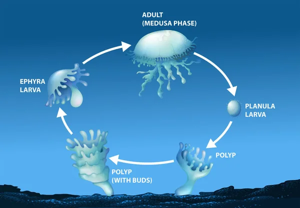 Diagrama que mostra o ciclo de vida das medusas — Vetor de Stock