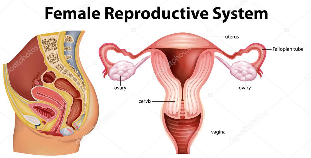 Diagram showing female reproductive system