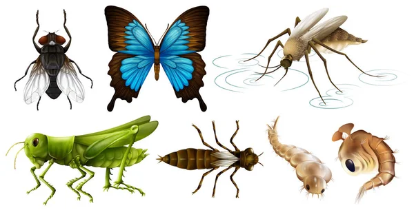 Different types of insects — Stock Vector