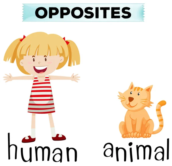 Opposite wordcard for human and animal — Stock Vector
