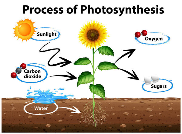 Diagram showing sunflower and process of photosynthesis