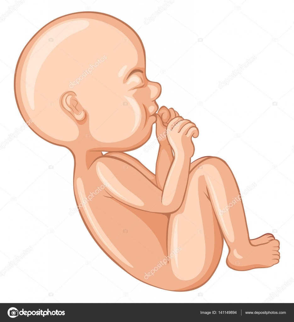 小婴儿蜷缩图库矢量图©blueringmedia 141149894