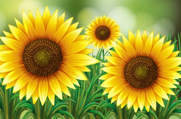 Adegan dengan bunga matahari di taman - Stok Vektor