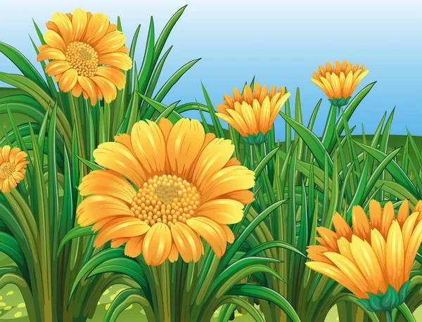 Feld von gelben Blumen im Frühling — Stockvektor