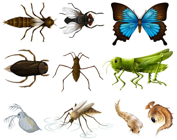 Insects set on white background — Stock Vector