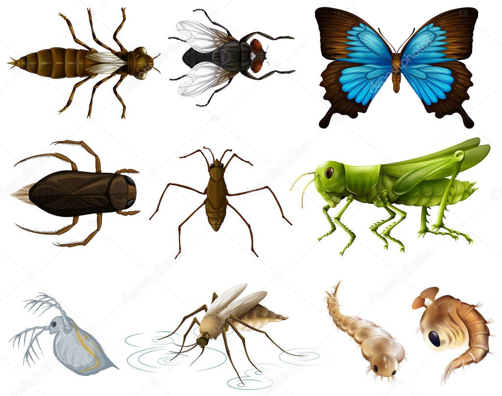 Insects set on white background