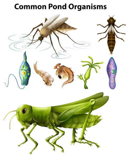 Différents types d'organismes communs des étangs — Image vectorielle