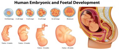 İnsan embriyonik ve fetal gelişme gösteren diyagram