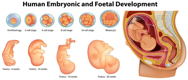 Diagrama que muestra el desarrollo embrionario y fetal humano — Archivo Imágenes Vectoriales