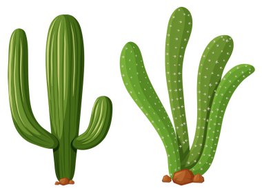 İki tür kaktüs bitkileri