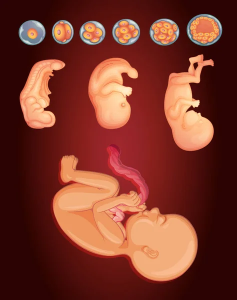 Diagrama mostrando bebê crescendo dentro do útero da mulher — Vetor de Stock