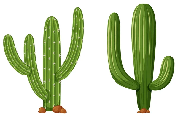 Dwa rodzaje kaktusów — Wektor stockowy