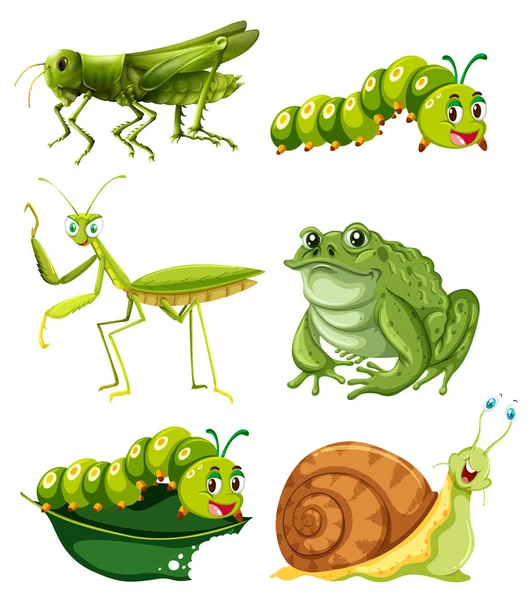 Különböző típusú rovarok, zöld színű — Stock Vector