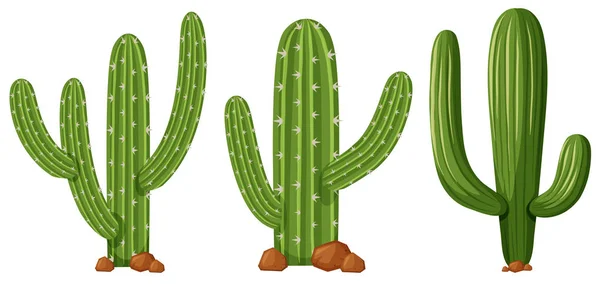 Bentuk kaktus yang berbeda - Stok Vektor