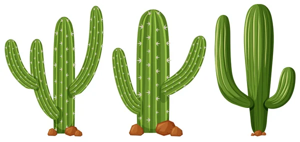 Imagens vetoriais Cactus