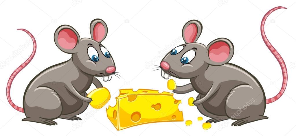 Two rats eating cheese