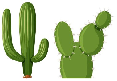 İki tür kaktüs bitki