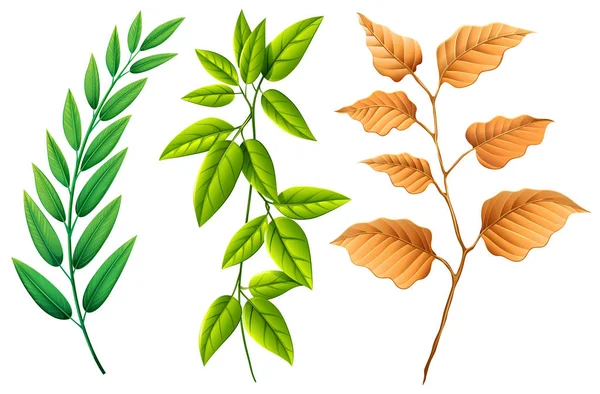 Drie soorten bladeren — Stockvector