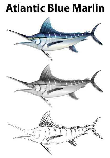 三种绘图样式的大西洋蓝枪鱼 — 图库矢量图片