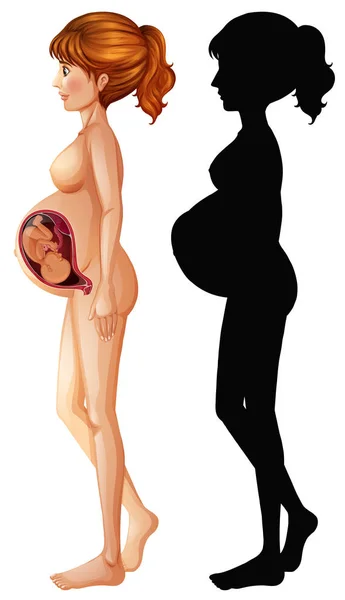 Diagram showing pregnancy in human — Stock Vector