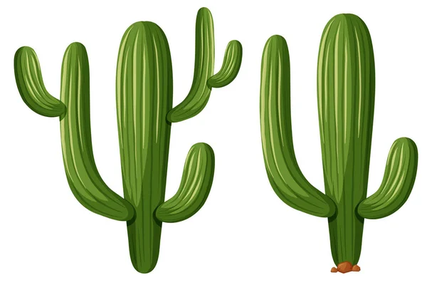 在两个形状的仙人掌植物 — 图库矢量图片